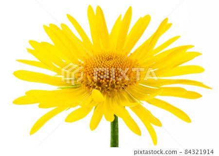 Yellow aster flower close-up isolated on white background Yellow aster flower close-up isolated on white background 84321914