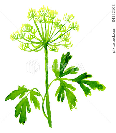 Watercolor image of leaves of parsley on white background 84322108