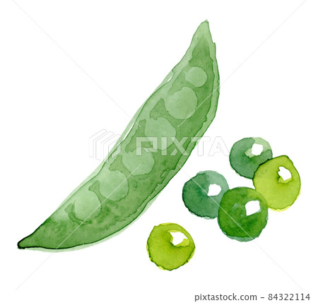 Pea pod. Hand drawn watercolor painting on white background, vector illustration. Pea pod. Hand drawn watercolor painting on white background, vector illustration. 84322114