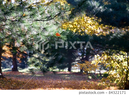 A beautiful park with autumn leaves shining in the light of autumn and winter, a ranch ⑴ A beautiful park with autumn leaves shining in the light of autumn and winter, a ranch ⑴ 84322171