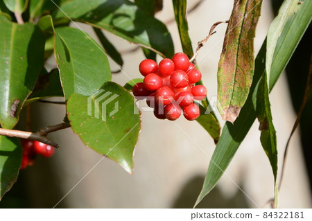 Sanekazura fruit 84322181