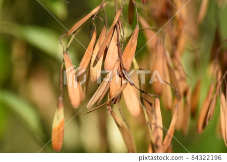 Sanekazura fruit 84322196