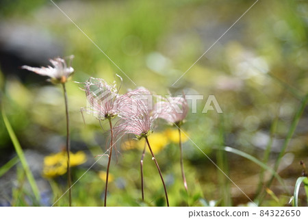 Alpine plant 84322650