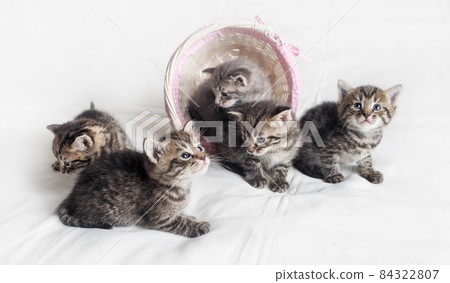 Small striped kittens Small striped kittens 84322807
