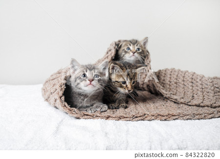 Little cute kittens Little cute kittens 84322820