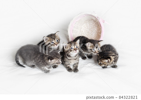 Litter of five kittens 84322821