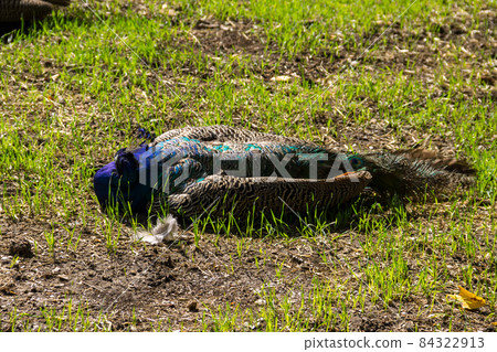 Indian peafowl or blue peafowl (Pavo cristatus) Indian peafowl or blue peafowl (Pavo cristatus) 84322913