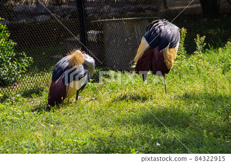 Two grey crowned crane (Balearica Regulorum) 84322915