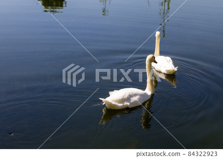 Pair of white swans floating on the lake 84322923