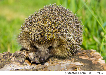 Young prickly hedgehog on the log 84322937