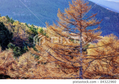 Autumn in Tateshina Chuo Kogen Autumn in Tateshina Chuo Kogen 84322960