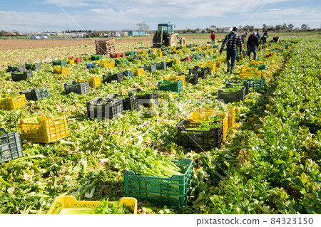 Farm field with freshly harvested celery Farm field with freshly harvested celery 84323150