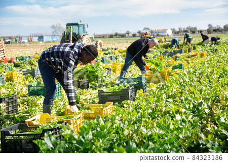 African American farmer putting harvested celery in boxes African American farmer putting harvested celery in boxes 84323186