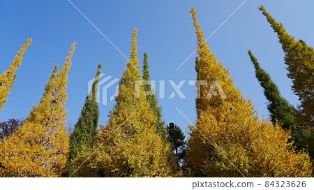 Ginkgo tree lined 2021 Ginkgo tree lined 2021 84323626