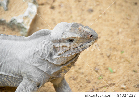 Grey iguana on the sand Grey iguana on the sand 84324228