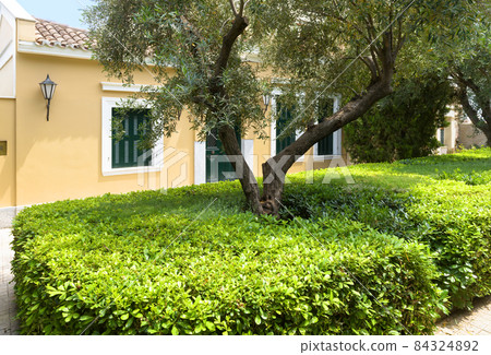 Landscape design with plants at house, topiary bush in summer Landscape design with plants at house, topiary bush in summer 84324892