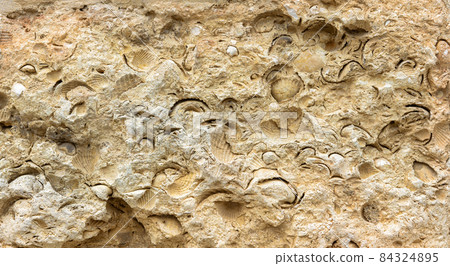 Sea shells fossil imprint on stone, petrified prehistoric extinct mollusk in sandstone Sea shells fossil imprint on stone, petrified prehistoric extinct mollusk in sandstone 84324895