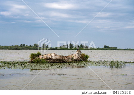 Danube river landscape on a summer day 84325198