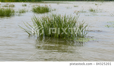 Danube river landscape on a summer day 84325201