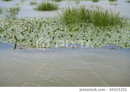 Danube river landscape on a summer day 84325202