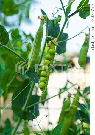 green peas growing on the farm green peas growing on the farm 84325239