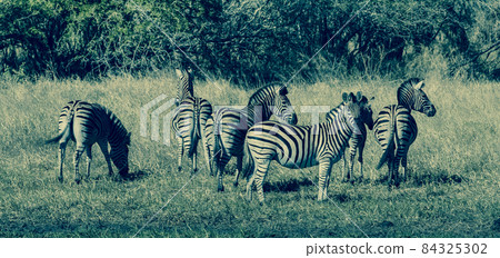 Herd of zebras in the African savannah 84325302
