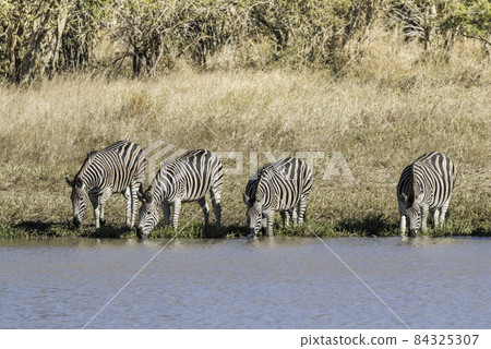 Herd of zebras in the African savannah Herd of zebras in the African savannah 84325307