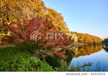 林中秋葉與水鏡純內池綠地 84325652