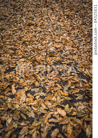 The ground where fallen leaves were piled up The ground where fallen leaves were piled up 84325831