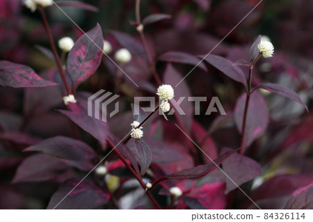 交聯花白花交聯花 交聯花白花交聯花 84326114