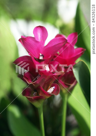 觀賞植物，Guzmania 紅紫色花苞 84326118