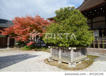 Tachibana and autumn leaves in front of Daikakuji Temple in autumn, Saga, Ukyo-ku, Kyoto Tachibana and autumn leaves in front of Daikakuji Temple in autumn, Saga, Ukyo-ku, Kyoto 84326198