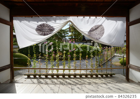Autumn Daikakuji Temple Saga Kiku at the entrance of Shikidai, Saga, Ukyo-ku, Kyoto 84326235