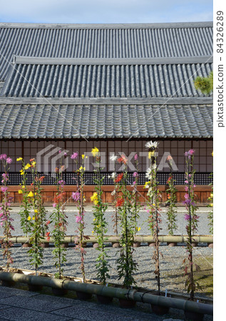 京都市宇京區佐賀縣內的秋季大覺寺佐賀菊 84326289