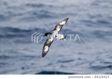 Petrel flying over the waves, in the Antarctic  84326423