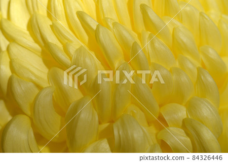 菊花花瓣自然花紋 菊花花瓣自然花紋 84326446