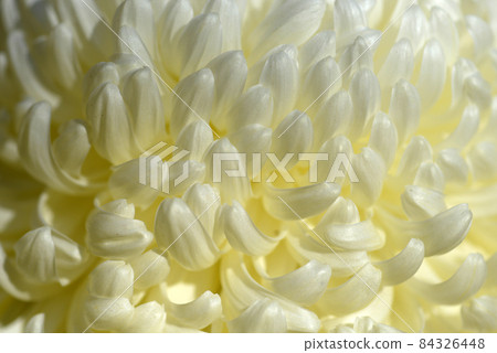 菊花花瓣自然花紋 菊花花瓣自然花紋 84326448