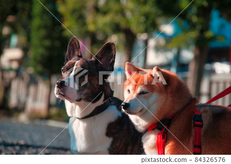 Shrine and dog 84326576