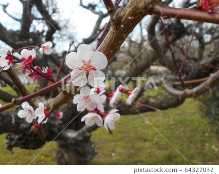 Plum Plum 84327032