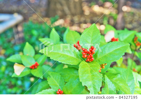 Red sarcandra glabra (autumn) Red sarcandra glabra (autumn) 84327195