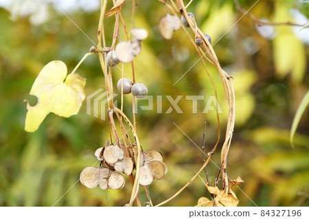 黃枯葉、金圓城和無香果 黃枯葉、金圓城和無香果 84327196