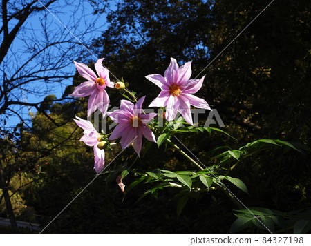 Emperor Dahlia Tree dahlia Emperor Dahlia Tree dahlia 84327198