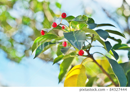 紅冬青果(秋季) 紅冬青果(秋季) 84327444