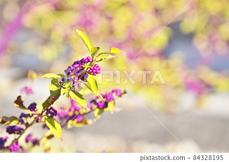 有點晚的紫菜果實（秋季） 84328195