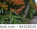 Autumn leaves of Mt. Rokko, Kobe 84328226