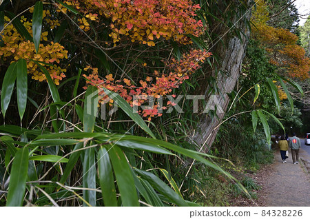 神戶六甲山的紅葉 神戶六甲山的紅葉 84328226