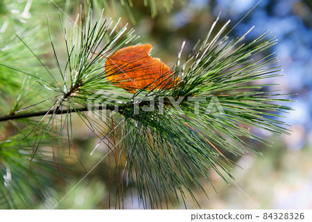 A piece of red autumn leaves that fell on a branch of a pine tree A piece of red autumn leaves that fell on a branch of a pine tree 84328326