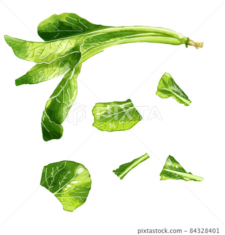 手繪水彩小松菜插圖集 84328401
