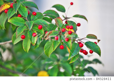 紅冬青果（秋季） 84328411
