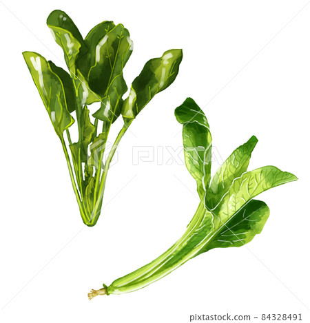 手繪水彩小松菜和菠菜插圖集 手繪水彩小松菜和菠菜插圖集 84328491